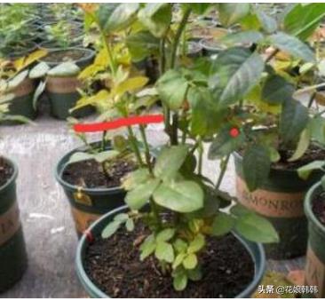 如何判断是月季芽和蔷薇笋,蔷薇笋和月季笋的区别