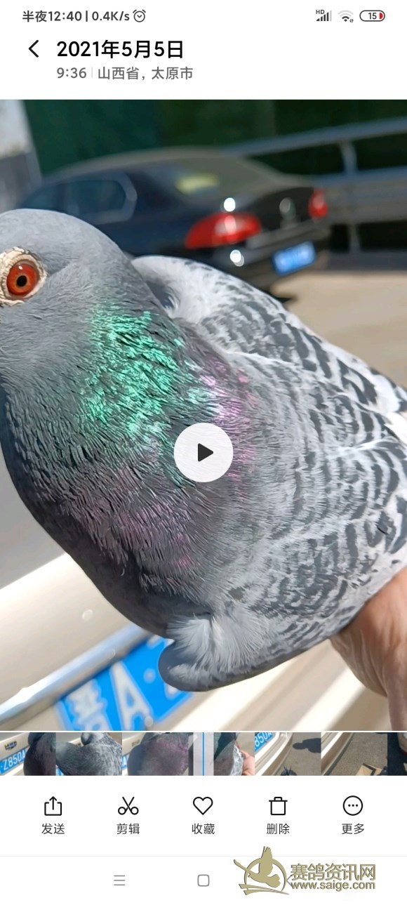 500公里最快归巢鸽,断指一年后能恢复吗