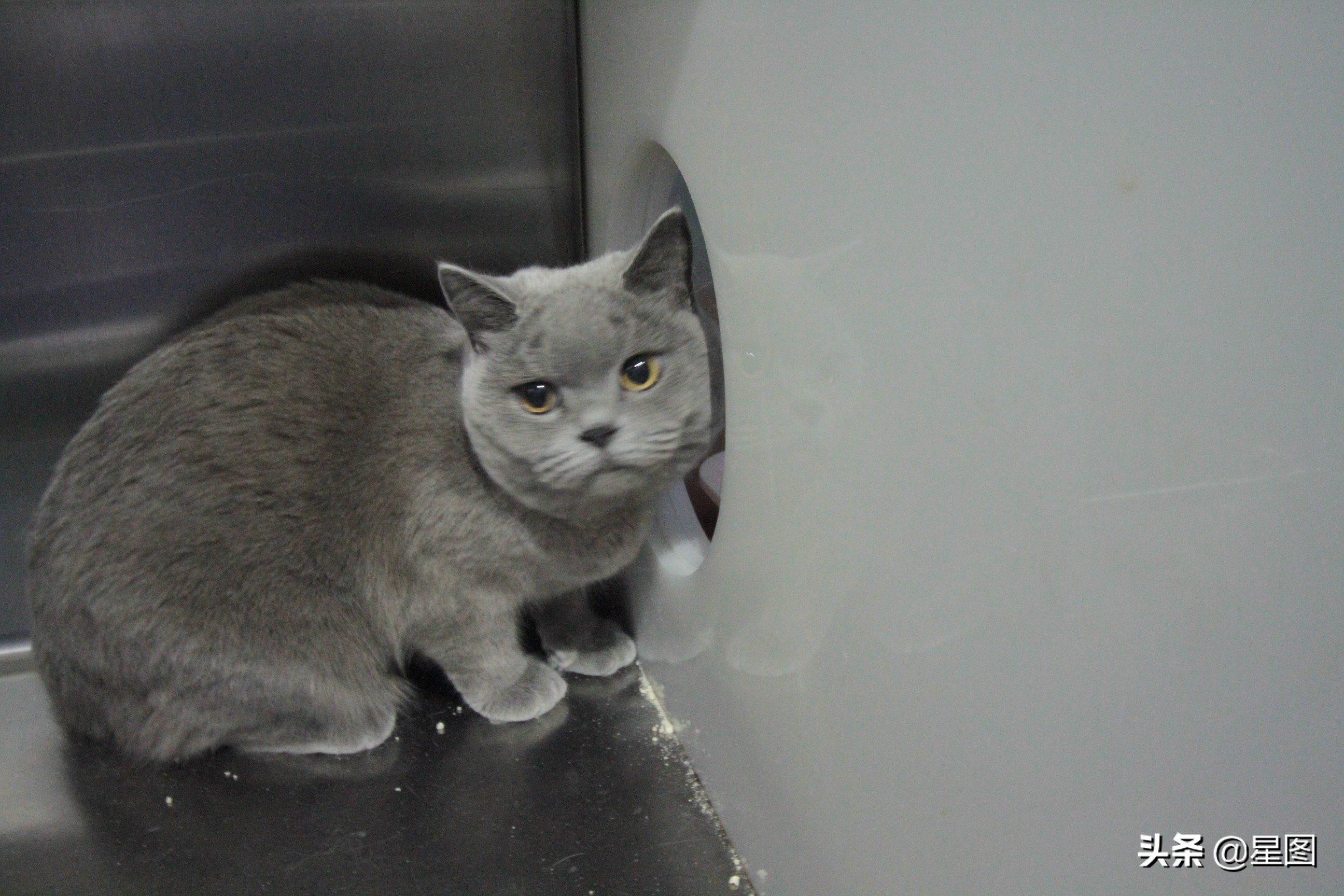 家庭式宠物猫寄养前景,猫舍年关寄养费