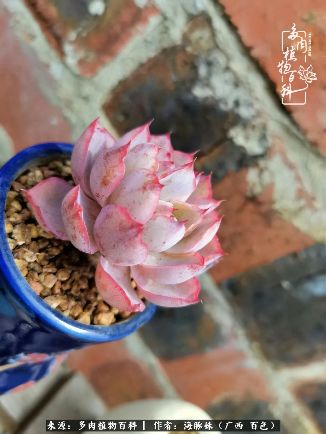 七月的雨,八月的风,多肉植物,我还是喜欢你