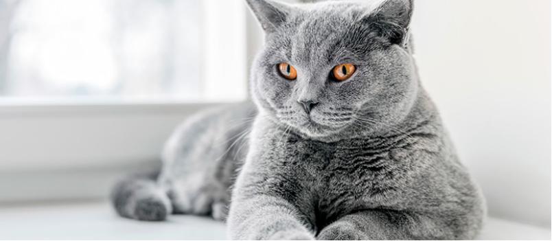 扒开猫咪毛发看有没有虫,猫咪的毛剥开后身体发黑