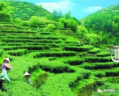 孟兆伟诗歌全集,桃李诗歌完整版