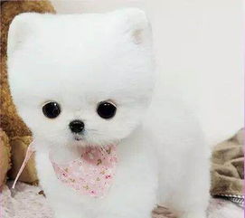 博美得了皮肤病是什么样子,38天的博美身上有皮肤病怎么治疗