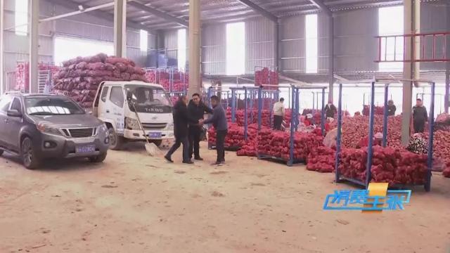 今日全国洋葱最新价格行情新闻,进口洋葱价格表