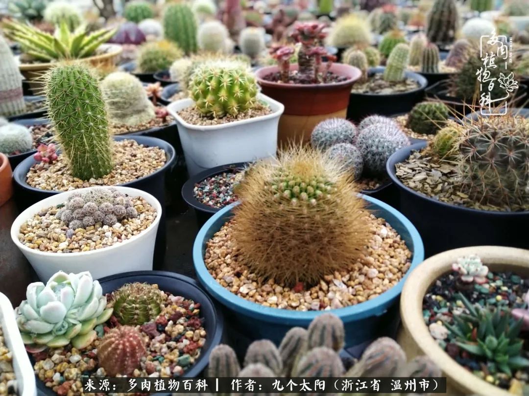 景天、球和龙舌兰，只要是多肉，都喜爱
