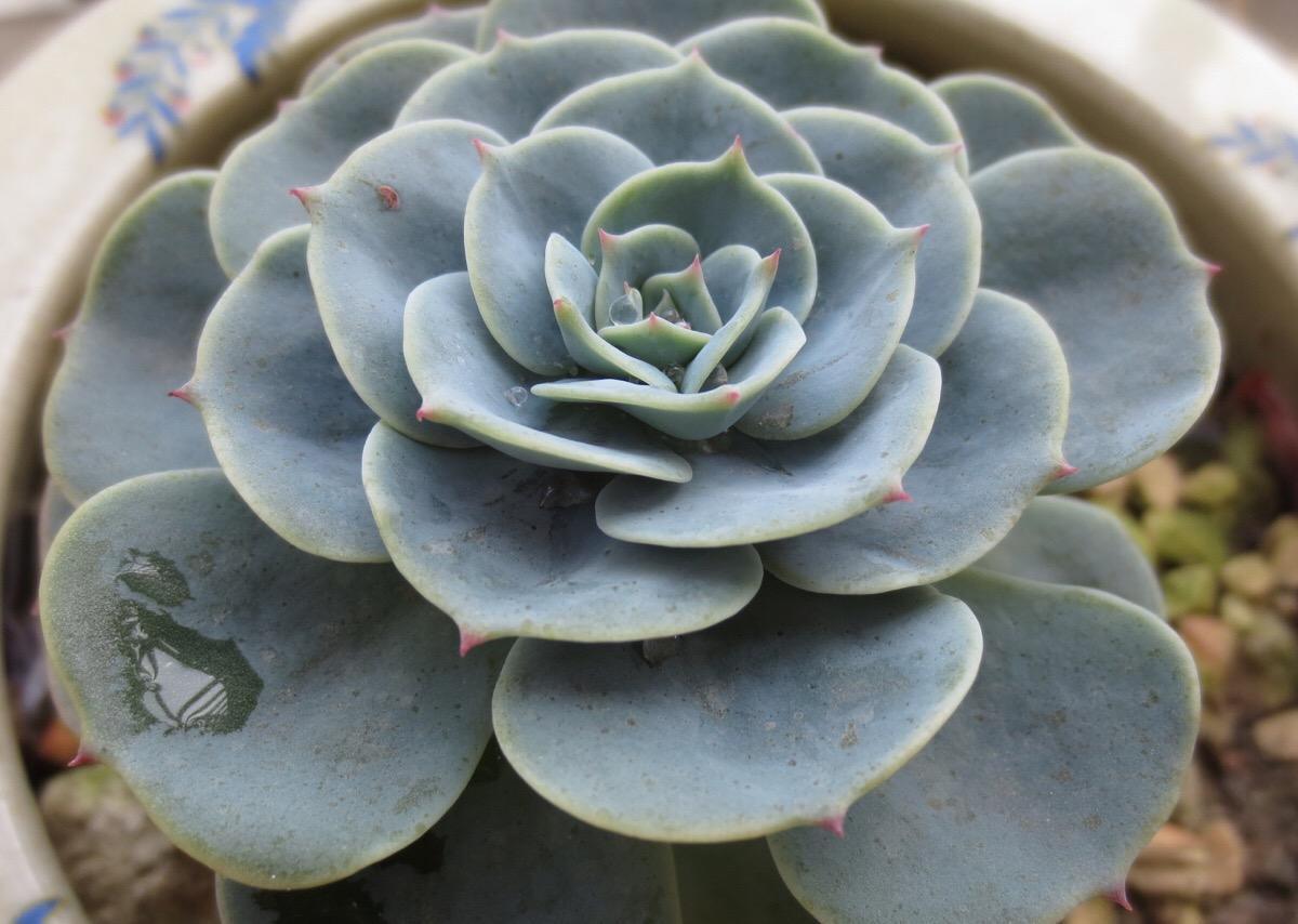 千年老树桩种多肉兰花和石斛,多肉可以养成什么样的树桩