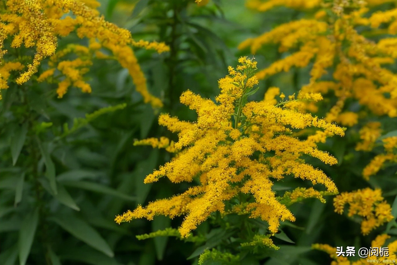外来入侵物种，除了加拿大一枝黄花、小龙虾，你还知道哪些？