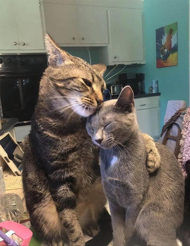 看了这一届网友晒出来的“2猫生活”，相爱又相嫌，好萌又好暖