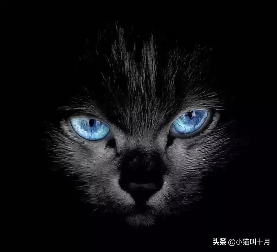 老虎和猫的故事全文,老虎和猫的故事