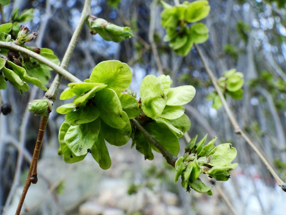 汉字说：“萌”和“芽”的区别是什么？