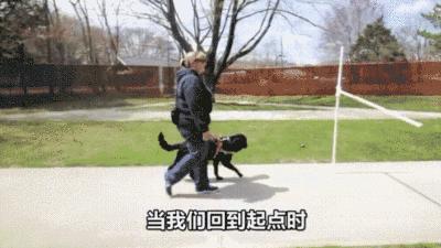 为什么导盲犬会受歧视,导盲犬被歧视合集