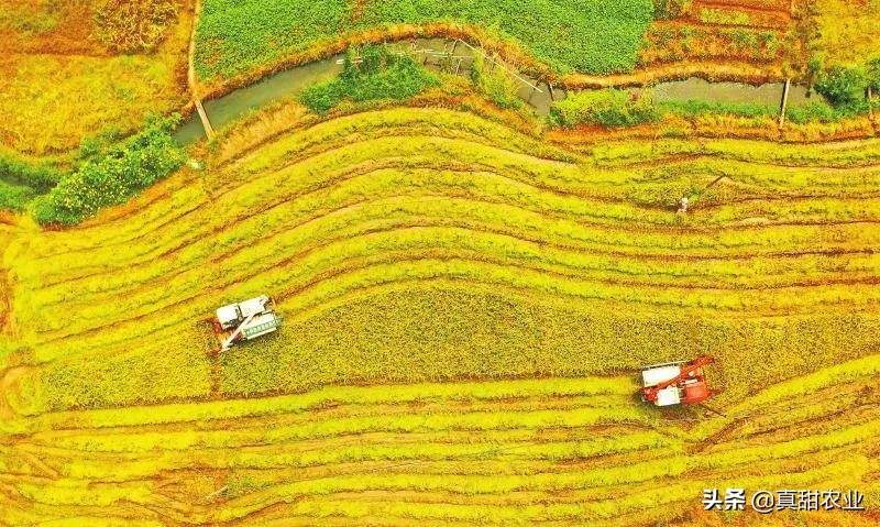 云南地区叶菜行情稳中有涨,近期蔬菜叶菜价格上涨原因