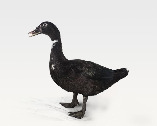 鸭肉是滋补佳品吗,鸭肉属于优质脂肪吗