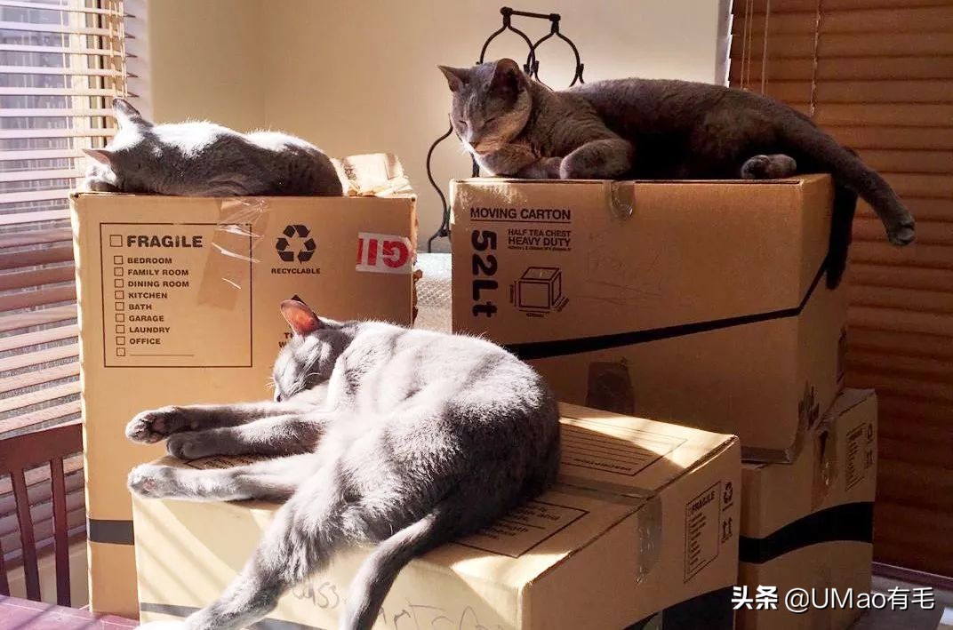 预防应激！6招帮猫咪减少焦虑