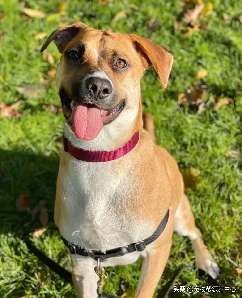 狗狗天生眼斜鼻子歪,狗狗有眼斜嘴歪的么