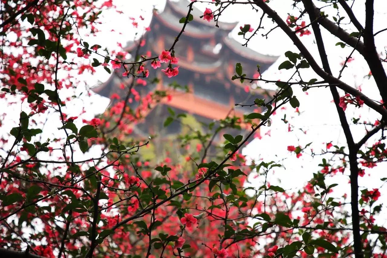 唐诗以情胜人，宋诗以理胜人，这首诗就是最好证明，经典传唱千年