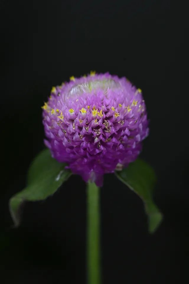 尼康105-2.8d微距镜头,尼康z1052.8s镜头拍摄效果