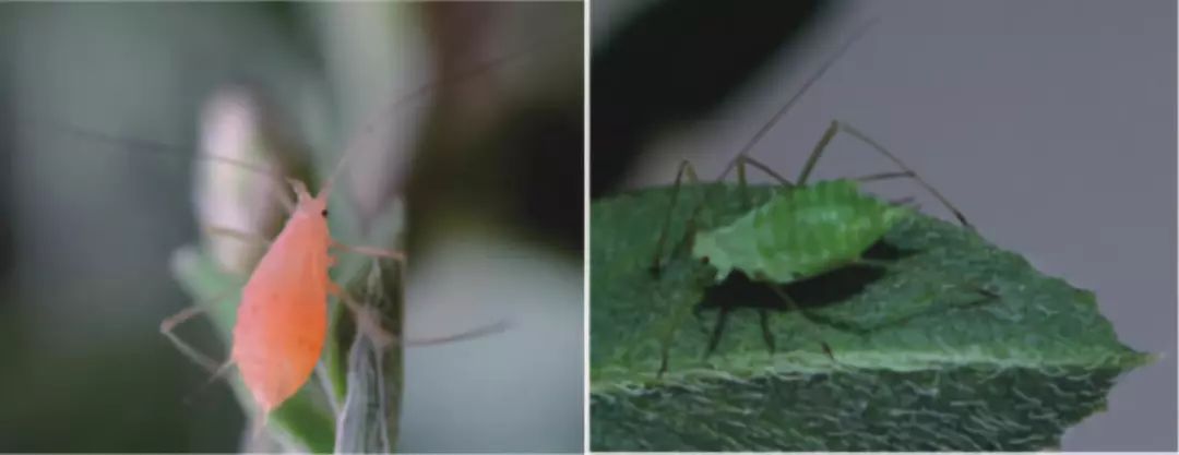 注意这几点蚜虫防治高效又轻松,蚜虫怎么防治不用药物的情况下