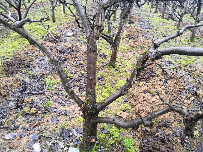 酷似酱油不是酱油,虽然古老但杀虫灭菌都不落后,替都替不了