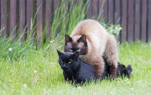 绝育了的公猫胆子小会跳窗吗,绝育的小公猫还叼小母猫怎么办