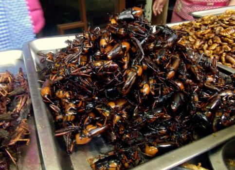 危害竹子的害虫，如今却成了美食，有人专门养殖，百元一斤