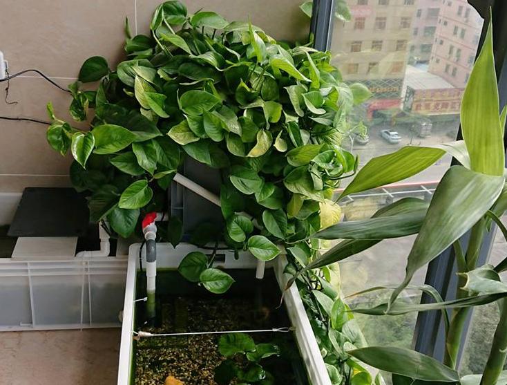 浴缸里种了一颗绿萝水质变好了,鱼缸上面养殖绿萝风水