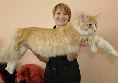 地球最大动物蓝鲸两百吨体重,地球最大的动物是什么动物