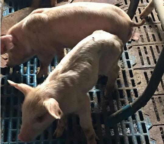 保育猪僵猪怎么治疗,小僵猪不长是怎么回事