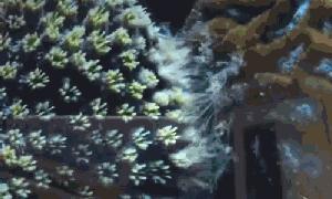 珊瑚到底有多可怕,珊瑚到底有多残忍