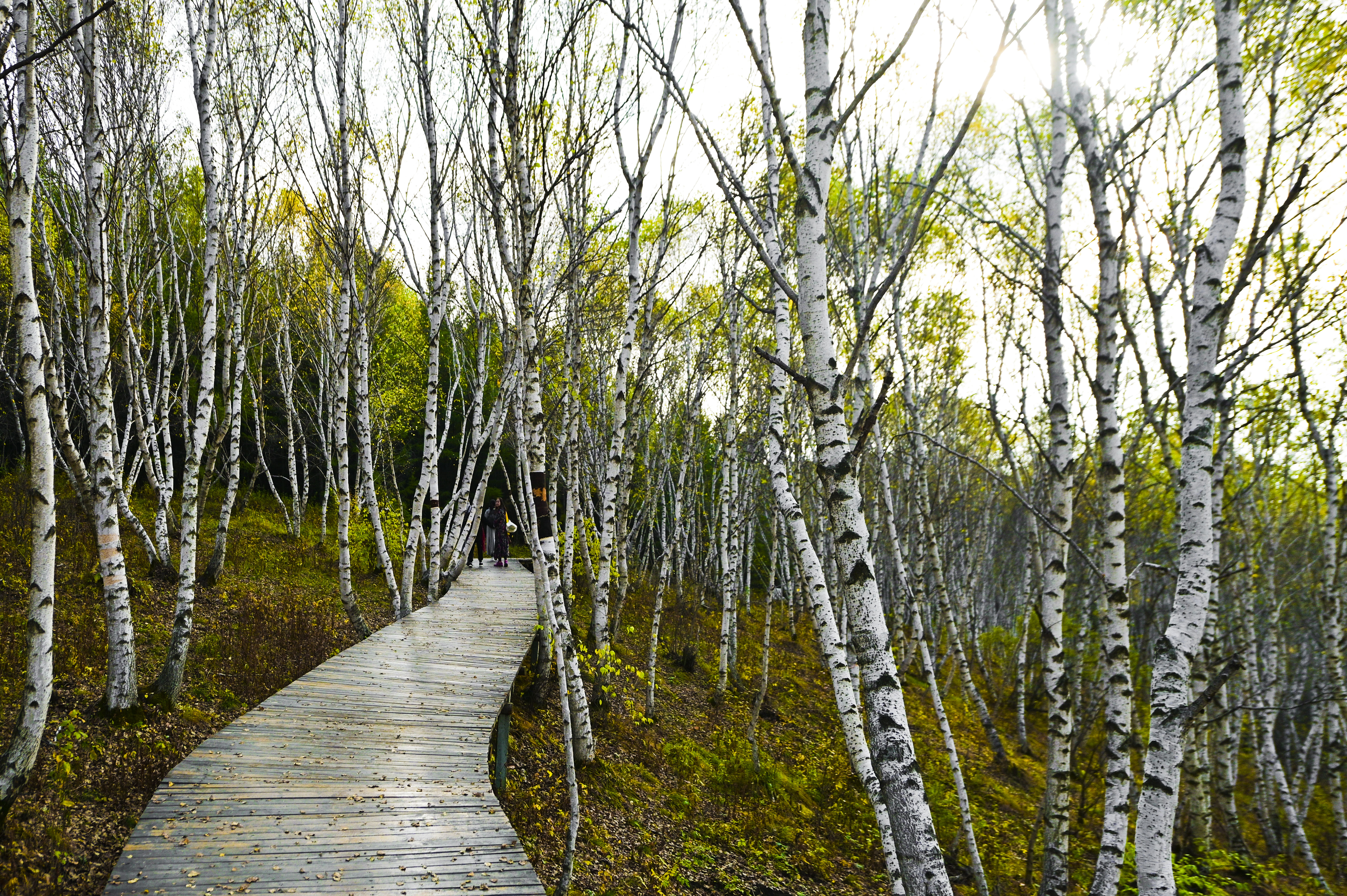 丰宁神仙谷七彩森林景区地图,丰宁坝上七彩森林游玩攻略