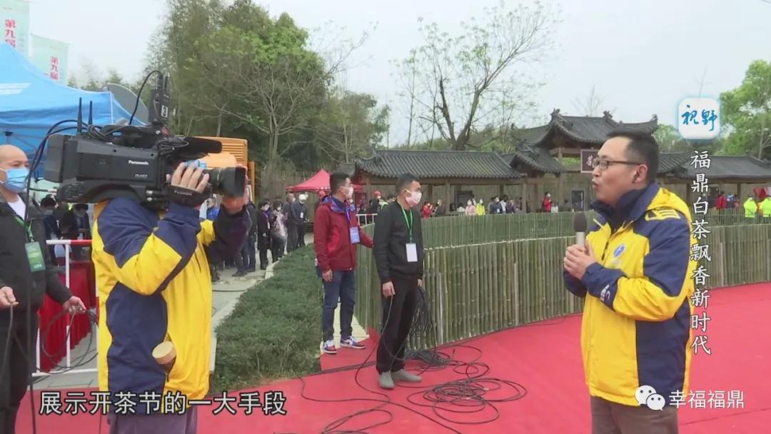 福鼎白茶兴起,白茶步入产业振兴快车道