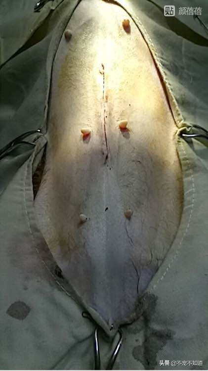 狗狗一般多大会得子宫蓄脓,狗狗得了子宫蓄脓走不稳