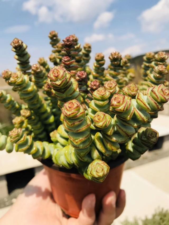 多肉植物钱串怎么养,钱串多肉植物怎么养护