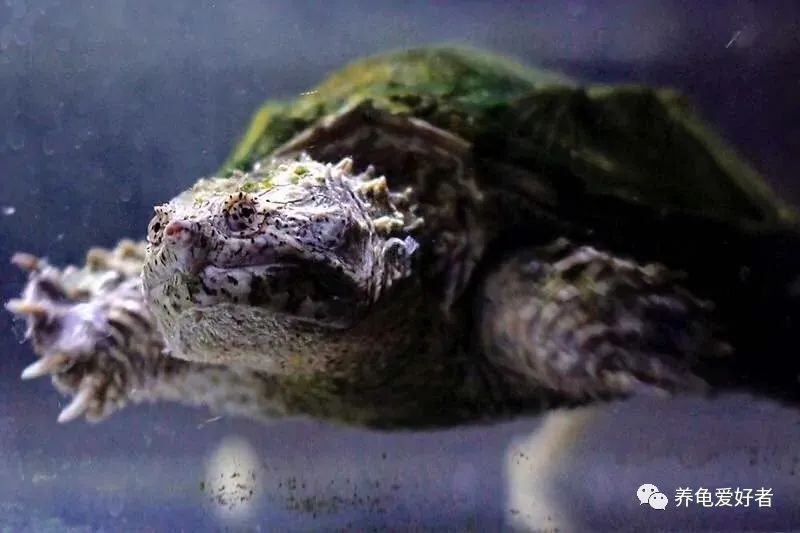 谁说乌龟跑得比人还快,谁说乌龟跑不快