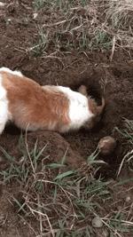 搞笑动图gif图片合集,搞笑动图gif微信可爱表情包