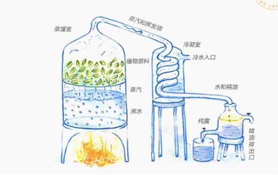 原液和纯露哪个更容易吸收,原液和纯露哪个先涂