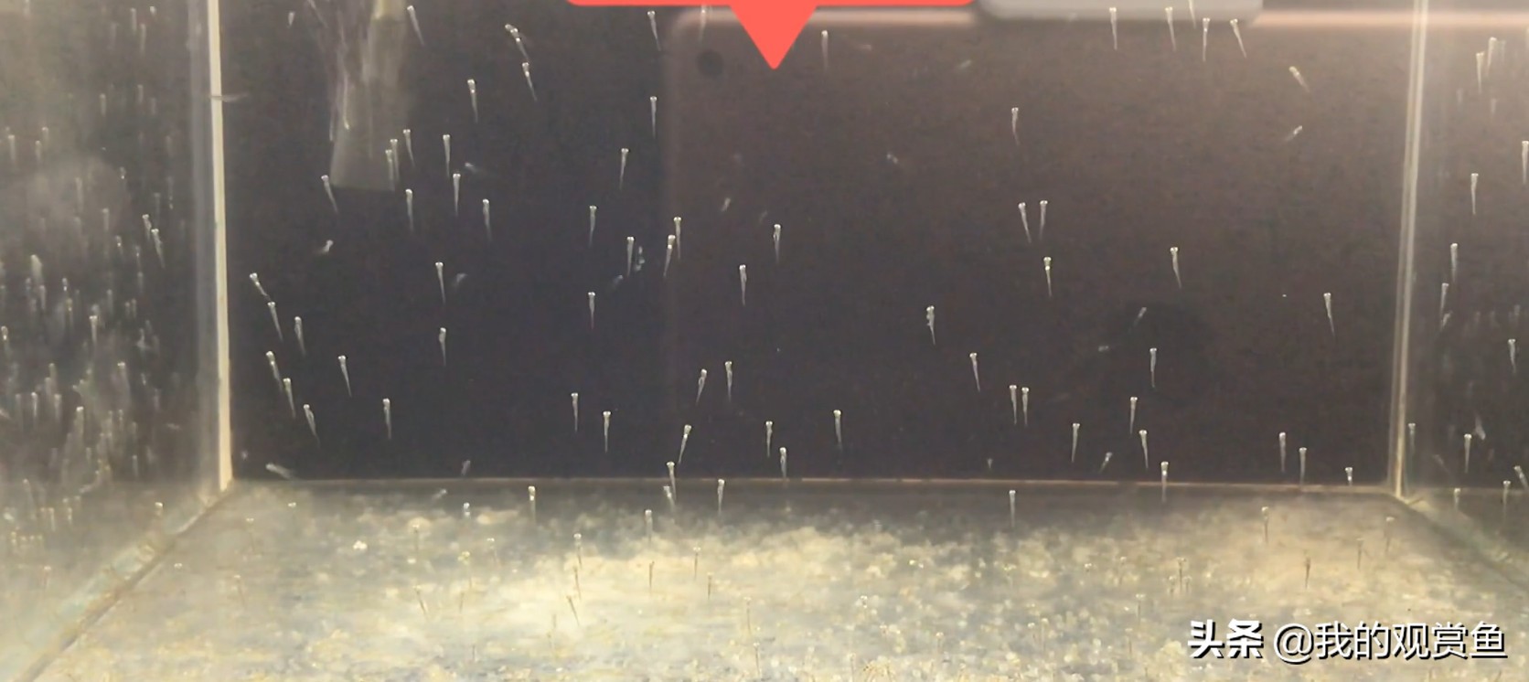 金鱼甩卵怎么孵化小鱼,金鱼打籽几天能孵化