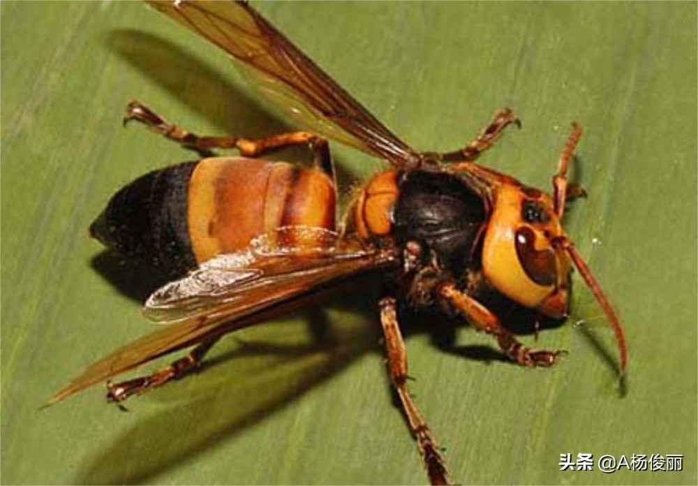 虎头蜂酒制作工艺,虎头蜂酒制作方法