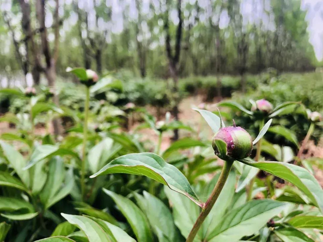 邯郸太行药王谷邀请您~相约五月花神