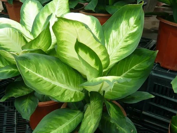 家里的花干枯影响风水吗,家里的花突然发黄发蔫风水