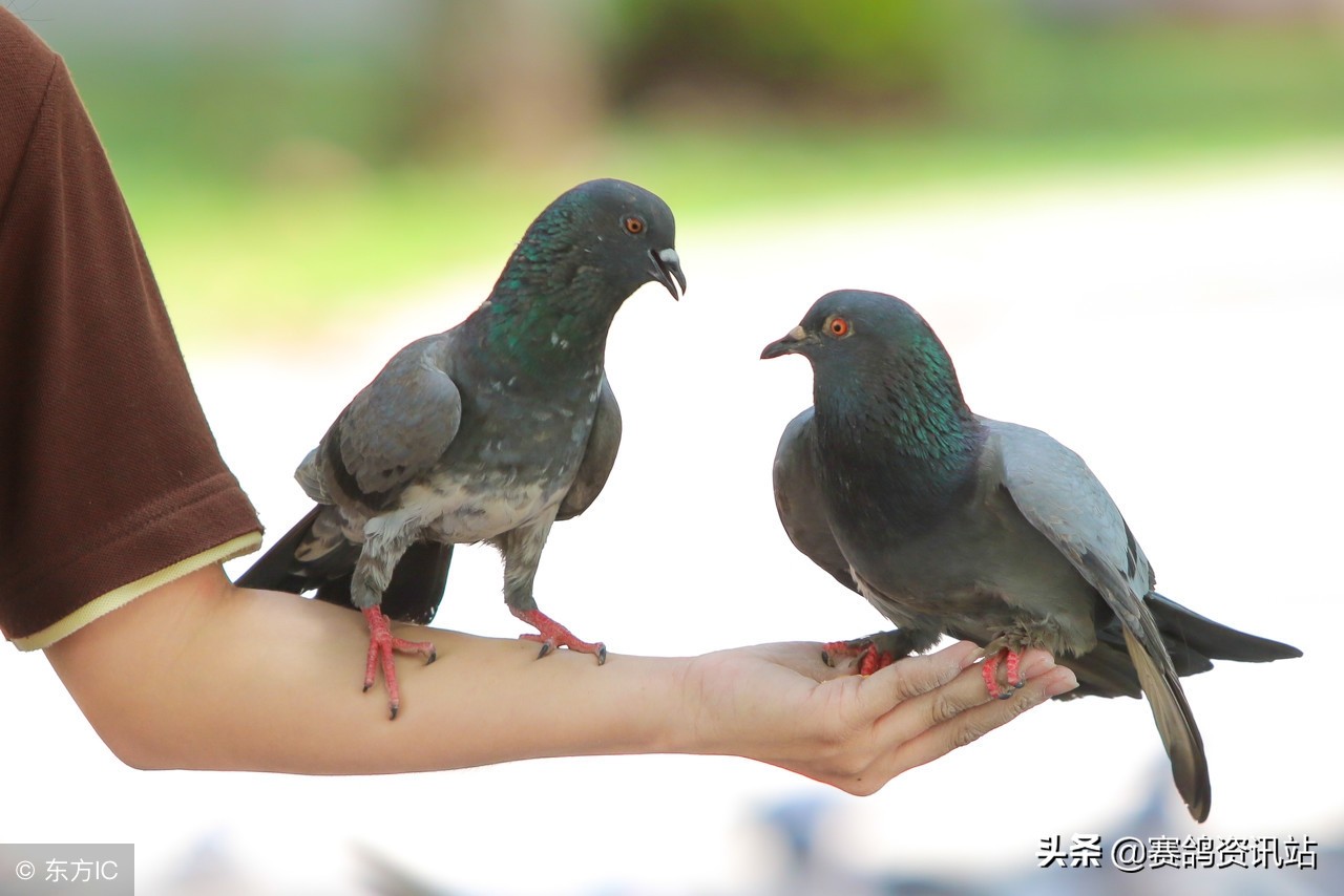 种鸽配对加速的小技巧