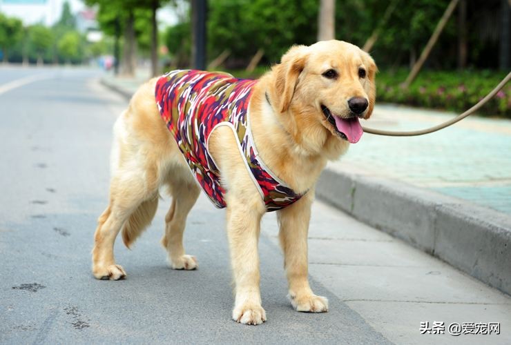 怎么给自己家狗狗找伴侣,怎么给自家狗狗找配偶