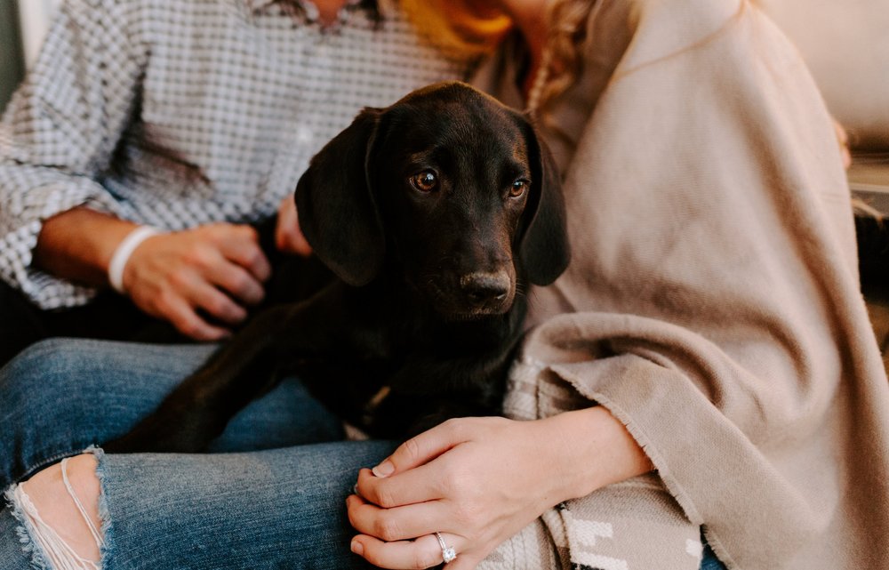 拉布拉多犬怎么训练才会听话,拉布拉多犬如何训练才听话