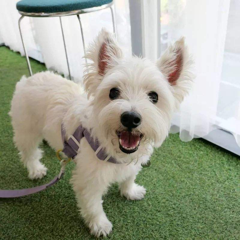 宠物狗小型犬品种排名大全及图片,性格温顺的小型犬有哪些