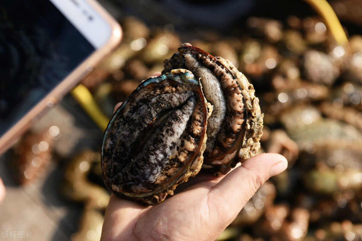 鲍鱼的清洗方法鲍鱼怎样清洗干净,老公鸡烧鲍鱼如何清洗鲍鱼