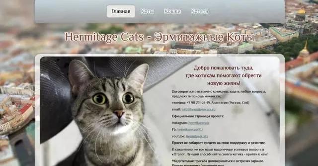 流浪猫突然暴富了,俄罗斯3只流浪猫