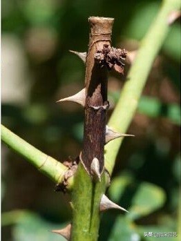 藤本月季枯枝病的症状和治疗方法,月季枯枝叶脉黄叶片绿一碰就掉