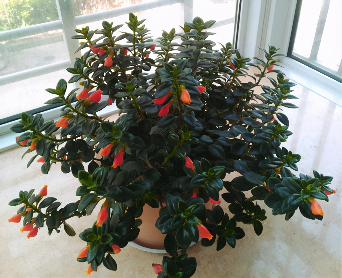 吊兰养护方法及注意事项,养吊兰注意这几点让其蹭蹭长爆盆