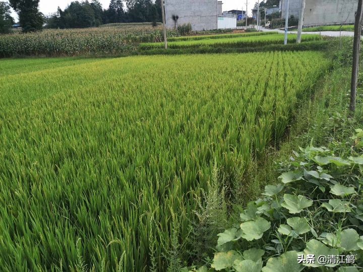 水稻立枯病和青枯病的区别是什么,水稻立枯病和青枯病用什么药防治