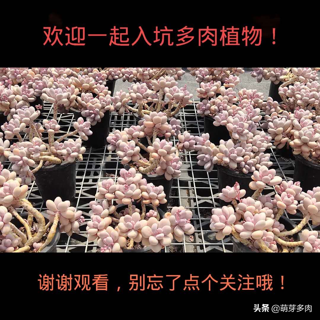 多肉植物的土壤怎么选,多肉植物土壤配方比例图